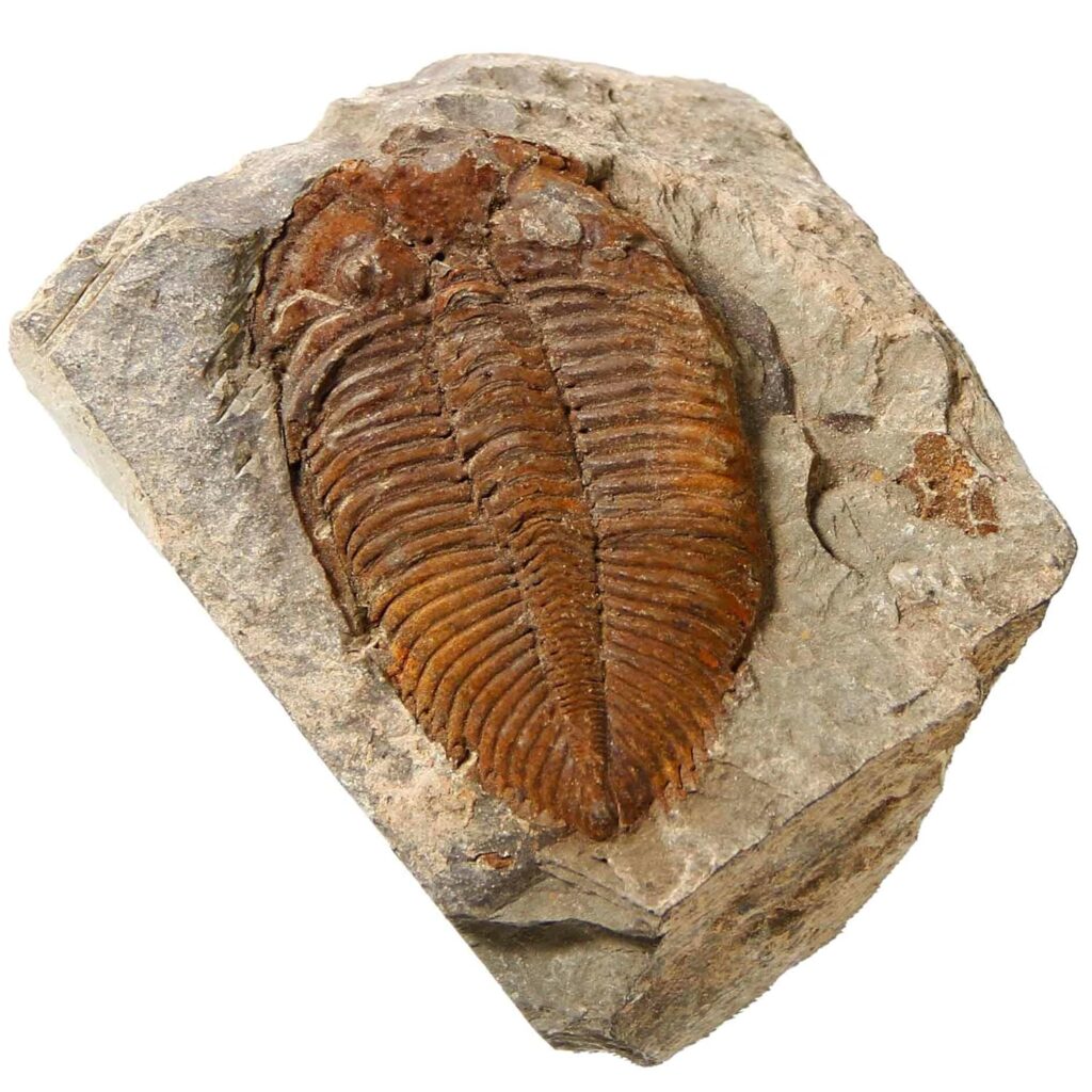 Trilobite Fossil