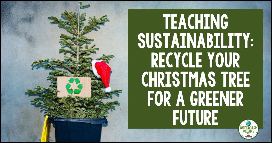 Teaching Sustainability: Recycle Your Christmas Tree For A Greener Future
