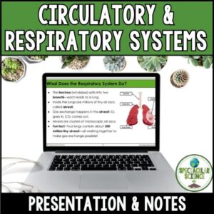 Circulatory & Respiratory Systems 1