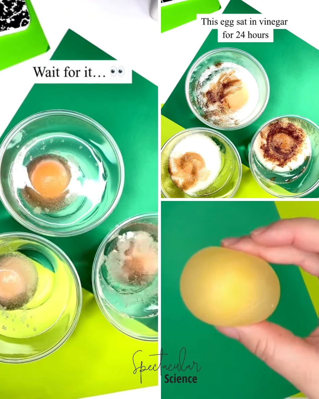 Egg Osmosis Social Media