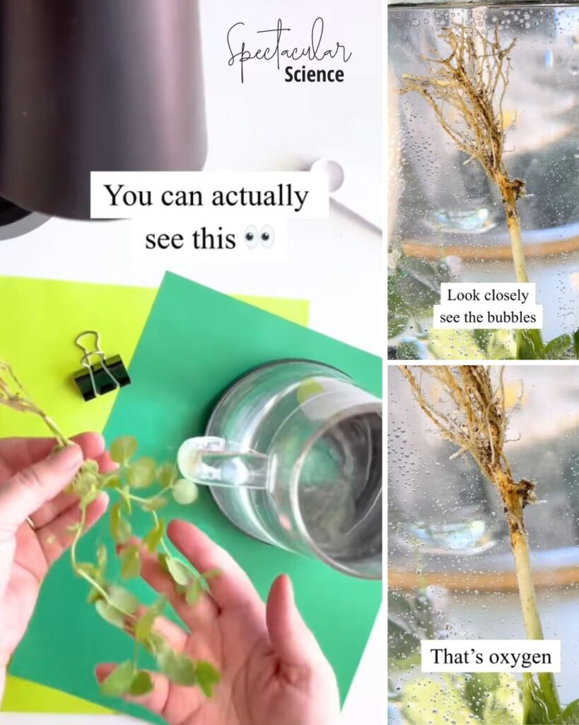 Photosynthesis Lab Social Media